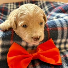 Suncrest - Apricot male Goldendoodle puppy in Roy, Utah from Doodles are Amazing