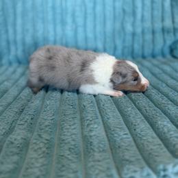 Wyatt - Blue merle white and tan male Shetland Sheepdog puppy in Aberdeen, Idaho from Willow Creek Cresteds
