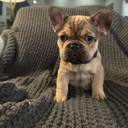 French Bulldog Puppies from Willamette Valley Doodles