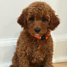 Orange collar girl - Red  female Goldendoodle puppy in Ridgewood, New Jersey from Jessie’s Doodles