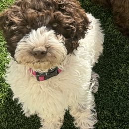 Australian Labradoodle puppies from Sweet Time Labradoodles