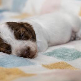 Iono - Piebald female Dachshund puppy in Wichita Falls, Texas from Matilda Jane’s Dachshunds