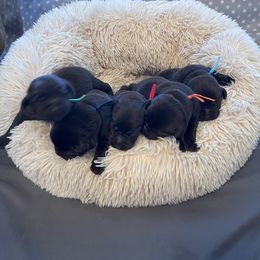 Labrador Retriever Puppies from Amore Labrador Retrievers