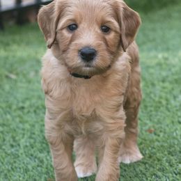 Australian Labradoodle Puppies from Providence Labradoodles