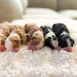 Bernedoodle Puppies from Crimson Curl Doodles