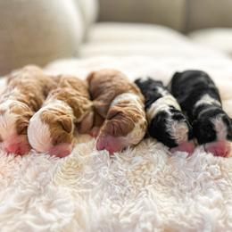 Bernedoodle Puppies from Crimson Curl Doodles