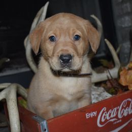 Brown Boy - Yellow male Labrador Retriever puppy in Angola, Indiana from Reniers Labrador Retrievers