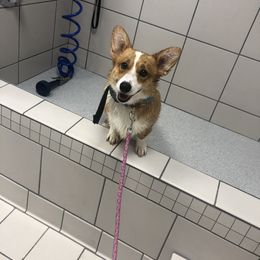 Winnie - Pembroke Welsh Corgi