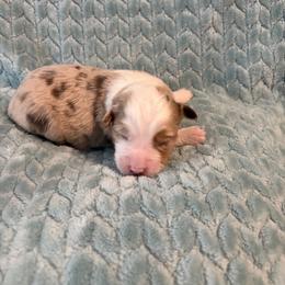 Peach pie - Red merle female Miniature American Shepherd puppy in Groesbeck, Texas from Epic Miniature American Shepherds