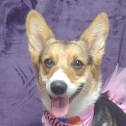 nora - Pembroke Welsh Corgi