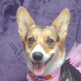 nora - Pembroke Welsh Corgi