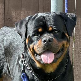 Rottweilers from Woods AKC Rottweiler