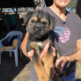 Border Terrier Puppies from Jessica’s Border Terriers