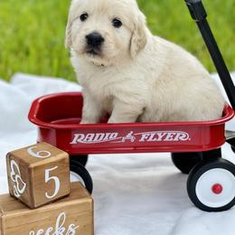 Golden Retriever Puppies from All shades Golden