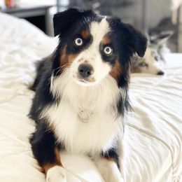 Dolly - Miniature Australian Shepherd