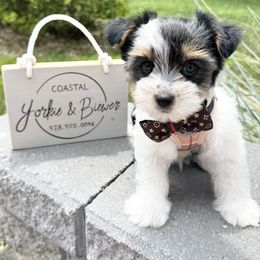 Gucci Boy - Black tan and white male Biewer Terrier puppy in North Chelmsford, Massachusetts from Coastal Yorkshire Terrier Yorkies & Biewer Terriers