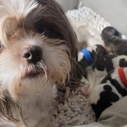 Shih Tzus from Shih Tzu Cottage
