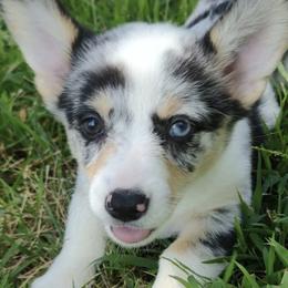 American Corgis and Pembroke Welsh Corgis from CC’s Corgis