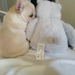 French Bulldog Puppies from Short Leg Frenchies