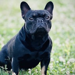 Wynn - French Bulldog