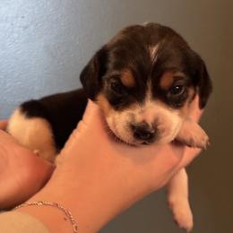 Girl 1 - Ruby - Red black and white female Beagle puppy in Carthage, Missouri from Rocking H Dogs