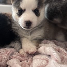 Pomsky Puppies from Sun-Kissed Mountain Homestead