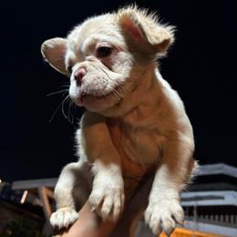 Osita - White female French Bulldog puppy in Los Angeles, California from westsidefrenchies