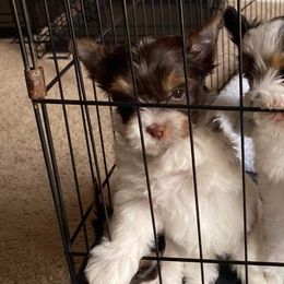 Yorkshire Terrier Puppies from Kimberly's Yorkies