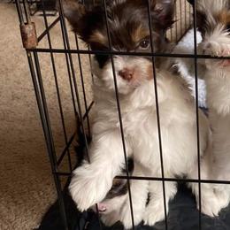 Yorkshire Terrier Puppies from Kimberly's Yorkies