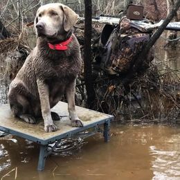 Dilute Retriever All Grown Up from Roaming Lab Farms