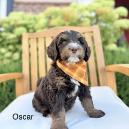 Oscar the Grouch - Tri-color male Bernedoodle puppy in Springville, Utah from JW Doodles