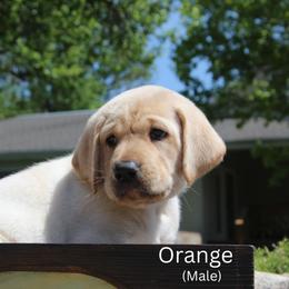 Orange Collar - Yellow male Labrador Retriever puppy in Herington, Kansas from FowlMasters Outfitters & Kennels