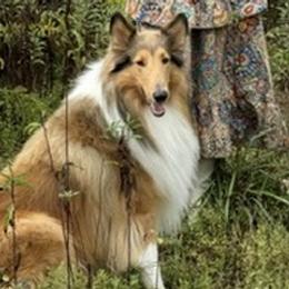 Sturgill - Collie