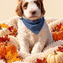 Blue boy - Parti male Goldendoodle puppy in Waskom, Texas from Pearls & Curls doodles & poodles