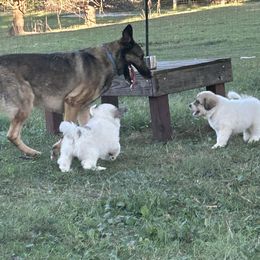 Anatolian Shepherd Dog and Great Pyrenees Puppies from Three Little Birds Farm