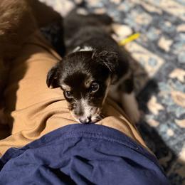 Celine - Tri-color female Border Collie puppy in Decatur, Alabama from Phantom Border Collies