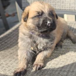 Purple - Sable female German Shepherd puppy in Lebanon, Pennsylvania from East Coast k9's
