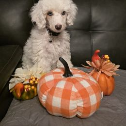 Stella - White female Poodle puppy in Wittmann, Arizona from Marlees Puppies 1