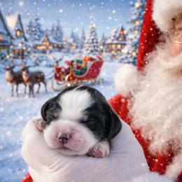 Crumpit - Black white and tan male English Springer Spaniel puppy in Florida from Thunderbird Springers