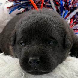 Orange - Black male Labrador Retriever puppy in Heath Springs, South Carolina from Rich Hill Retrievers