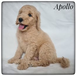 Milo - Cream male Labradoodle puppy in Mission, Texas from Sharyland Pets