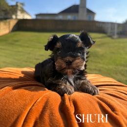 Shuri - Black and gold female Yorkshire Terrier puppy in Smryna, Georgia from Owensons’ Kennel