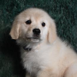 Sugarplum (Purple Collar Girl) - Light golden female Golden Retriever puppy in Peoria, Arizona from Dani’s Dawgs