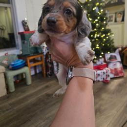 Camille - Dapple female Dachshund puppy in Berry, Alabama from Whisper Gray