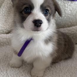 Purple Boy - Red male Pembroke Welsh Corgi puppy in Thompsonville, Michigan from Braidwood Corgis