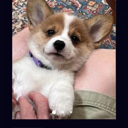 Pembroke Welsh Corgi Puppies from Rhone River Farm Pembroke Welsh Corgis