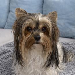 Demi - Biewer Terrier