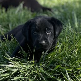 Boy 4 - male Labrador Retriever puppy in Winnemucca, Nevada from Oakley's Mountain View Kennel