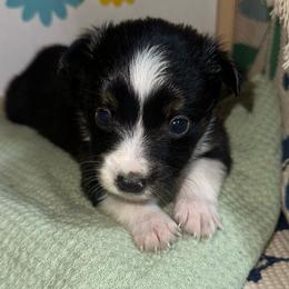 Sparky - Black tri male Toy Australian Shepherd puppy in Garvin, Oklahoma from Hochatown Awesome Aussies