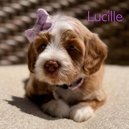 Purple Collar - Red  female Goldendoodle puppy in Blanchard, Oklahoma from Dream Doodles by Dondi